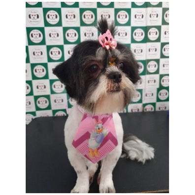 KIT CARNAVAL: 40 COLARINHOS PARA PET - MINI BANDANAS