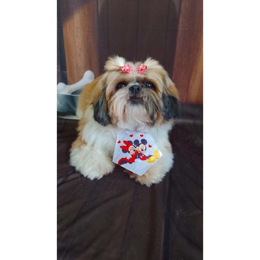 KIT CARNAVAL: 40 COLARINHOS PARA PET - MINI BANDANAS