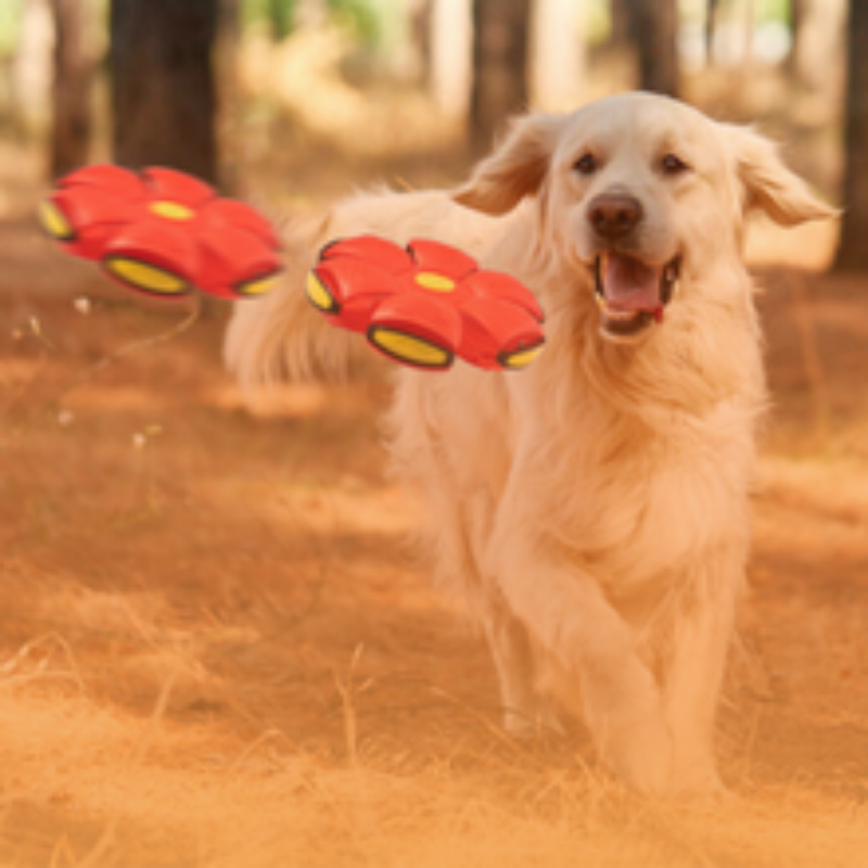 PETBALL BOLA VOADORA PARA PETS