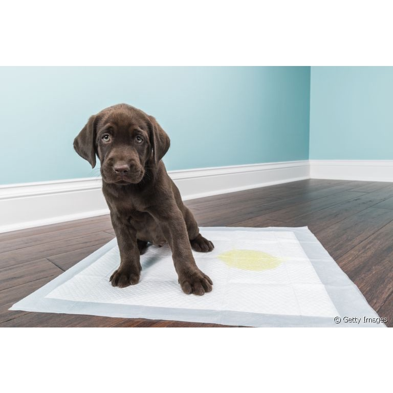 TAPETE HIGIÊNICO CHALESCO PREMIUM PARA CÃES