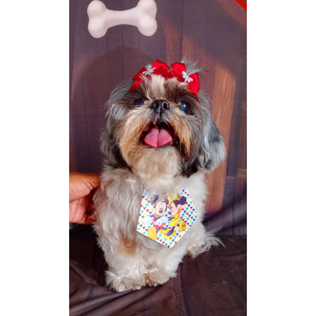 KIT CARNAVAL: 40 COLARINHOS PARA PET - MINI BANDANAS