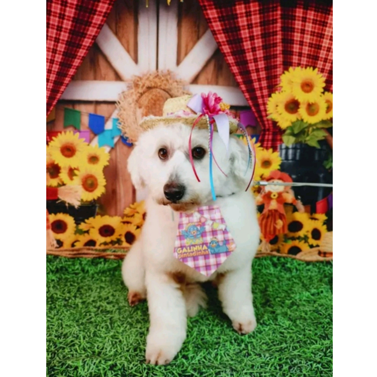 KIT CARNAVAL: 40 COLARINHOS PARA PET - MINI BANDANAS